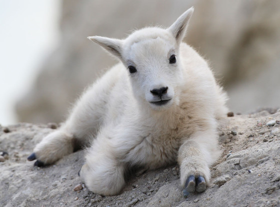 Baby Goats Baby Goats